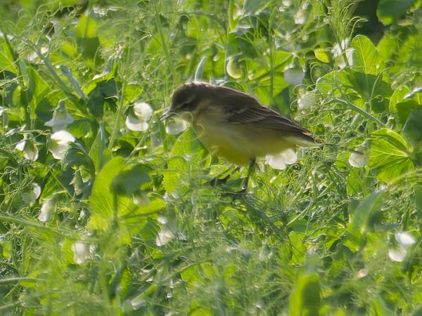 <h3><a href="/trips/ebro/biota/animalia/chordata/aves/040 passeriformes/119 motacillidae/motacilla flava/motacilla flava-nl.html">Motacilla&nbsp;flava</a> / Western&nbsp;yellow&nbsp;wagtail / Gele&nbsp;kwikstaart</h3>OM-1 Mark II met OLYMPUS M.300mm F4.0, 1/2000 sec  bij F4.0, ISO 500, afstand 44.7&nbsp;m